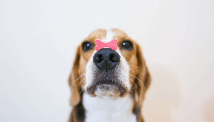 犬　待て　しつけ